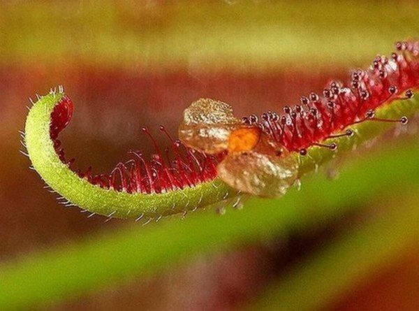 Carnivorous Beauty