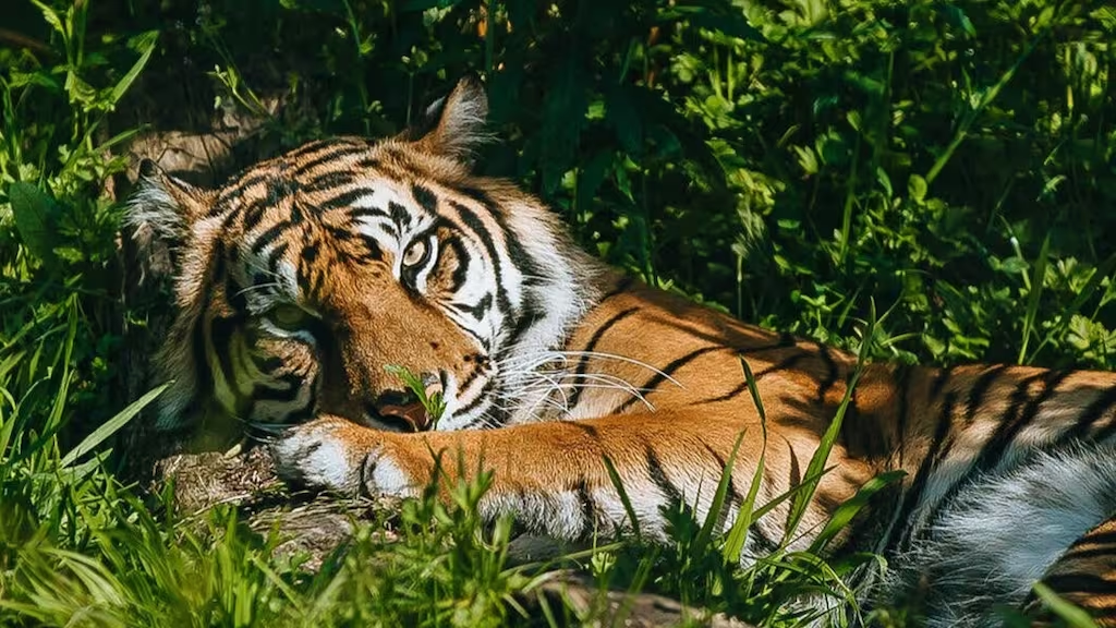 Chú hổ Sumatra Zayana 5 tuổi đã sinh được hai hổ con.