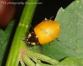 Newly Emerged Ladybug