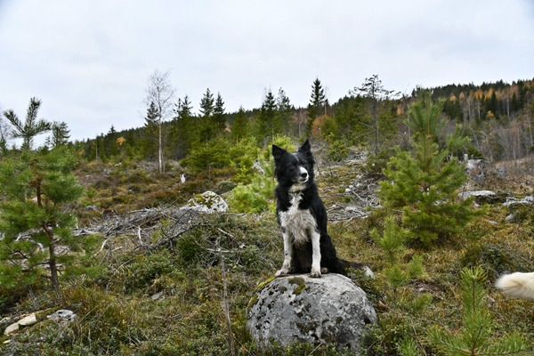 stalla fiskelaustjern strømsoddbygda