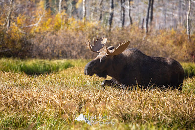 Bull moose walking through tall grass