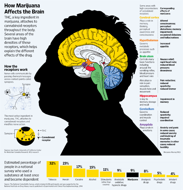 Fakta Kesan ganja  terhadap otak kita infografik SHKBLOG