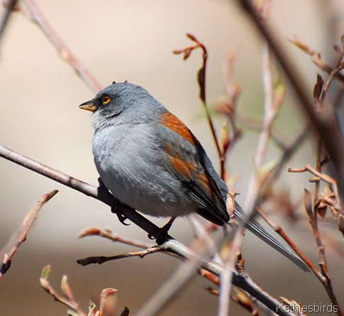 18. YE junco-kab