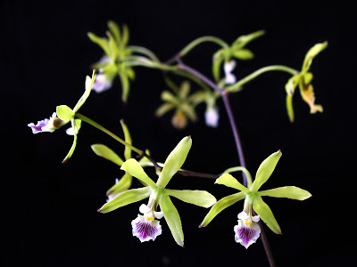 Encyclia ceratistes - Horned-Columned Encyclia care