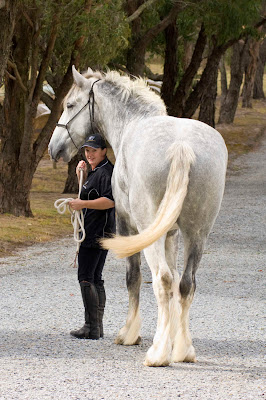 Luscombe_Nodram_Noddy_The_worlds_Tallest_horse_Australia_Jane_Greenman