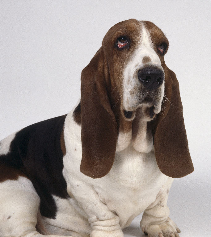 funny puppies. Basset Hound funny puppies