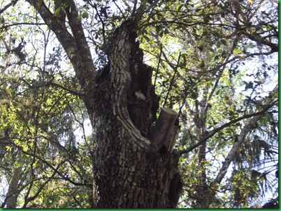 Last day at Highlands Hammock 054