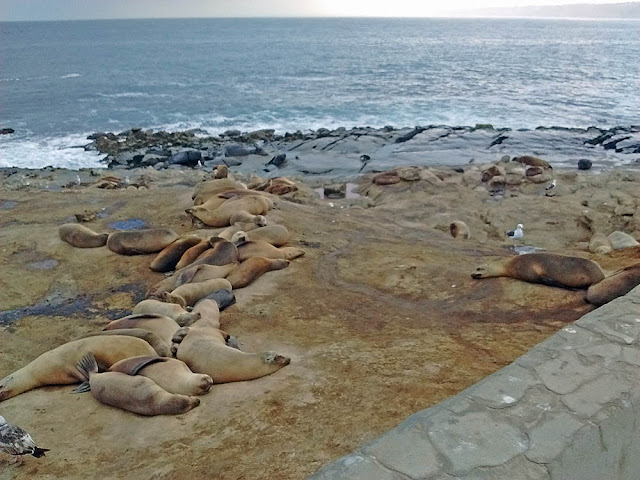 California Sea Lions on Point La Jolla