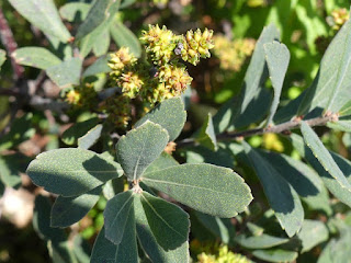 Myrique baumier - Myrica gale