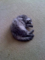 cat curled up in a ball