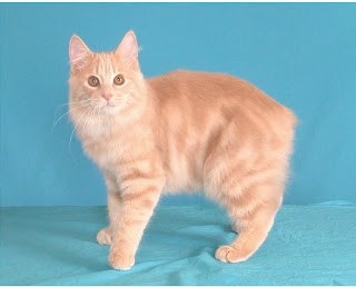 manx cat pets info breed animal domestic gato photo