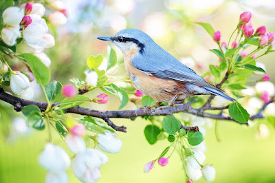 Source of the photo : https://pixabay.com/id/photos/burung-cabang-duduk-bulu-blue-bird-2295431/