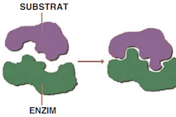 Pengertian metabolisme, anabolisme, dan katabolisme