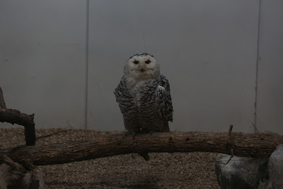 Original Snowy Owl Photo