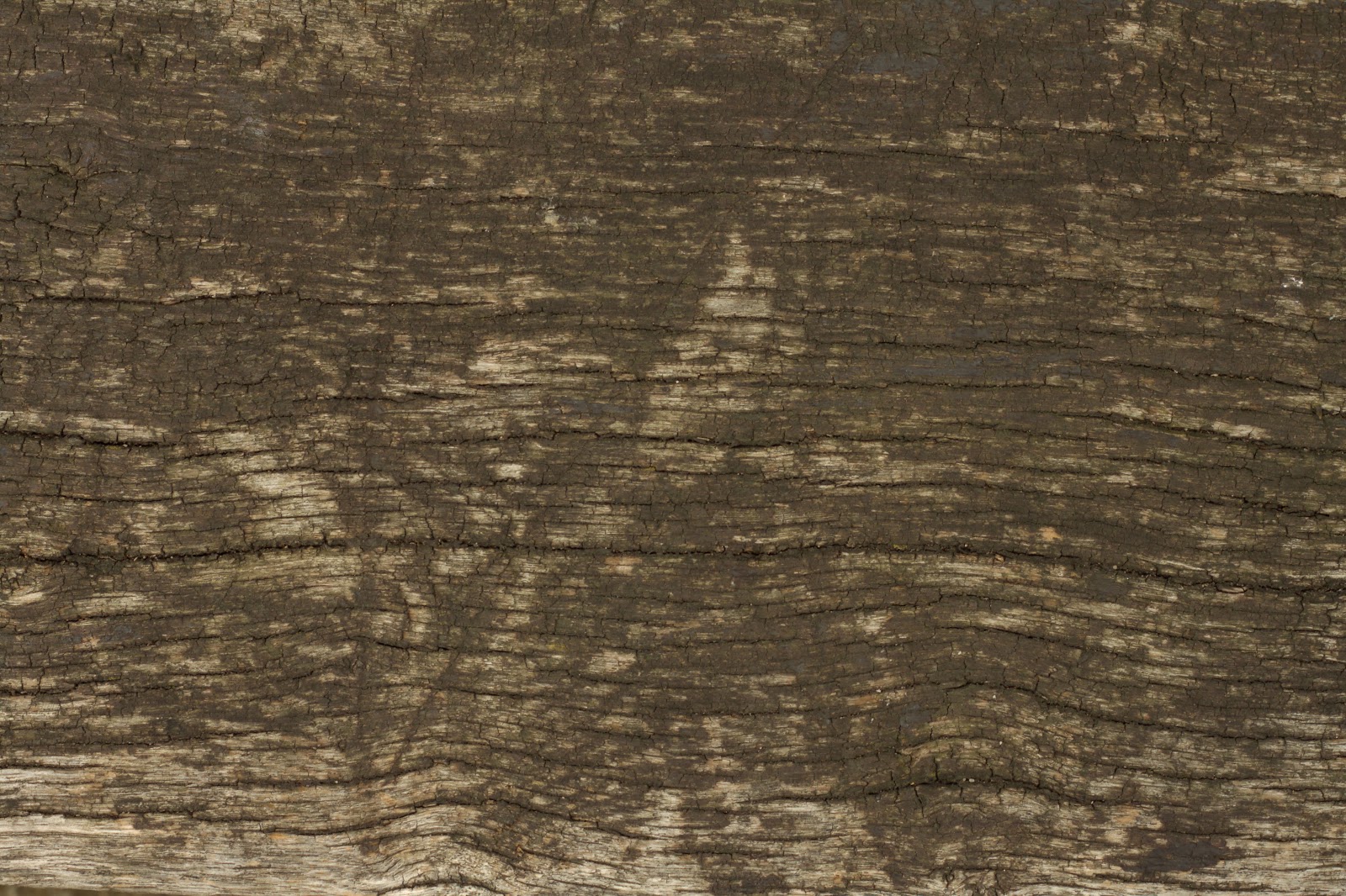 Wood dry cracked bench plank tree bark texture ver 14