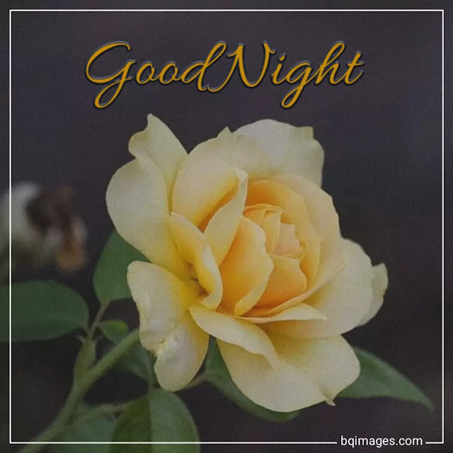 good night flowers images download