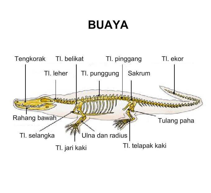 WIKISAINS Anatomi Rangka Vertebrata 