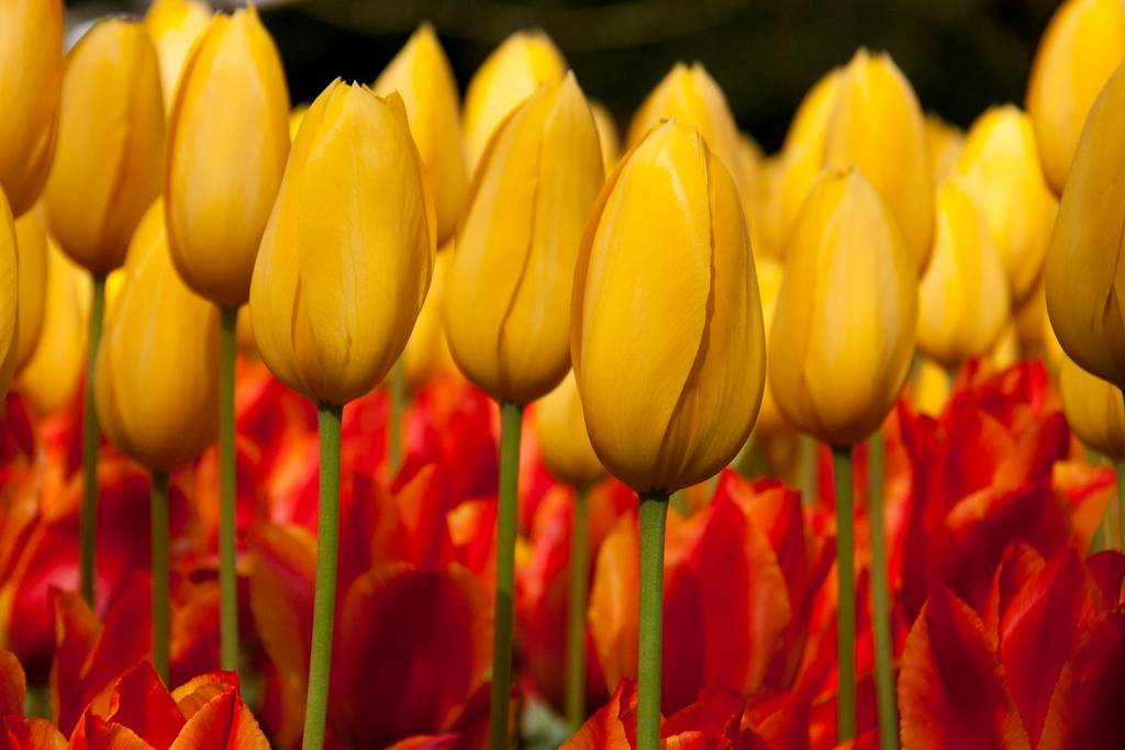 yellow tulips close up macro bokeh