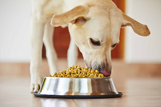 la alimentación de los perros