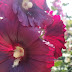 Day 3: 学甲蜀葵花海 Hollyhock Flower Sea - Tainan, Taiwan