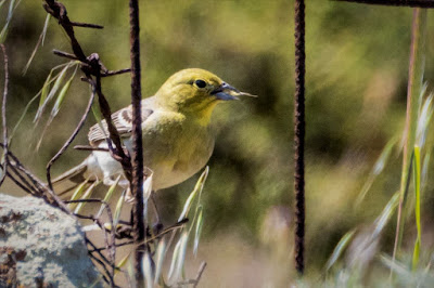 Cinereous Bunting carrying food