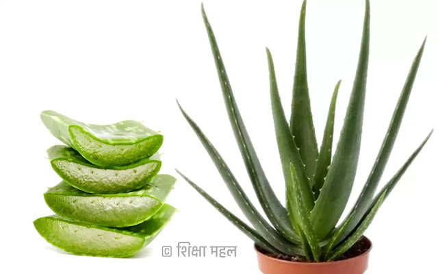 Indian Home Remedies for skin allergy