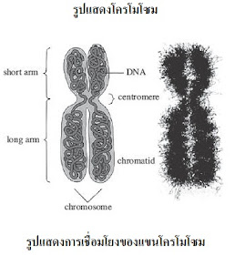 à¸ˆ à¸™à¸ˆ à¸£à¸² à¹à¸• à¸¡à¸—à¸­à¸‡