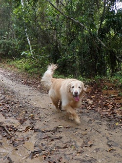 Dogs Trekking 3 (95)