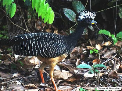 mutum-de-penacho, Crax fasciolata, aves do brasil, mutum, cracídeo, serra dos carajás, Pará, Parauapebas, Carajás, núcleo urbano de carajás, aves da serra dos Carajás, animais, birds, birding, Amazônia, aves, pássaros, fotos, observação de aves, turismo, fotos de aves, caça, fotos mutum, aves em extinção, extinção, iucn, extinto, natureza