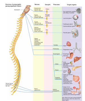 ANATOMY & PHYSIOLOGY TERMINOLOGY-MUSCULOSKELETAL SYSTEM