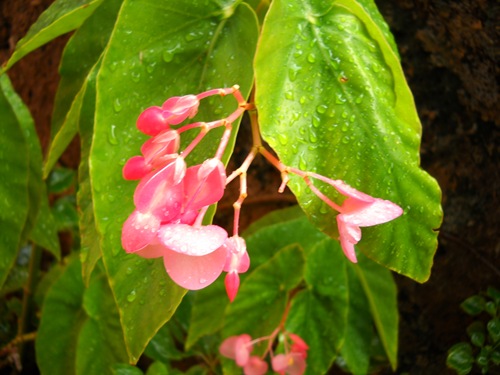 DSCN0509