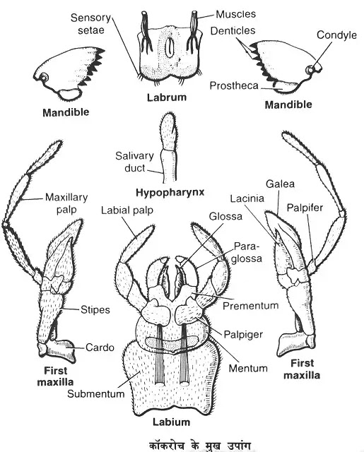 कॉकरोच के उपांग (Appendages of Cockroach)|hindi