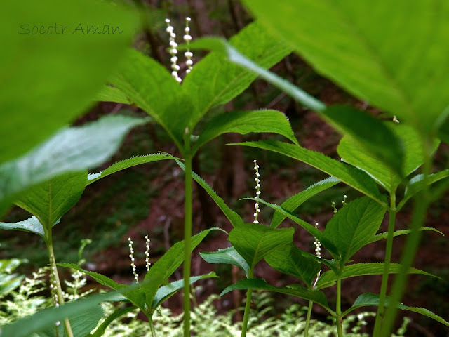 Chloranthus serratus