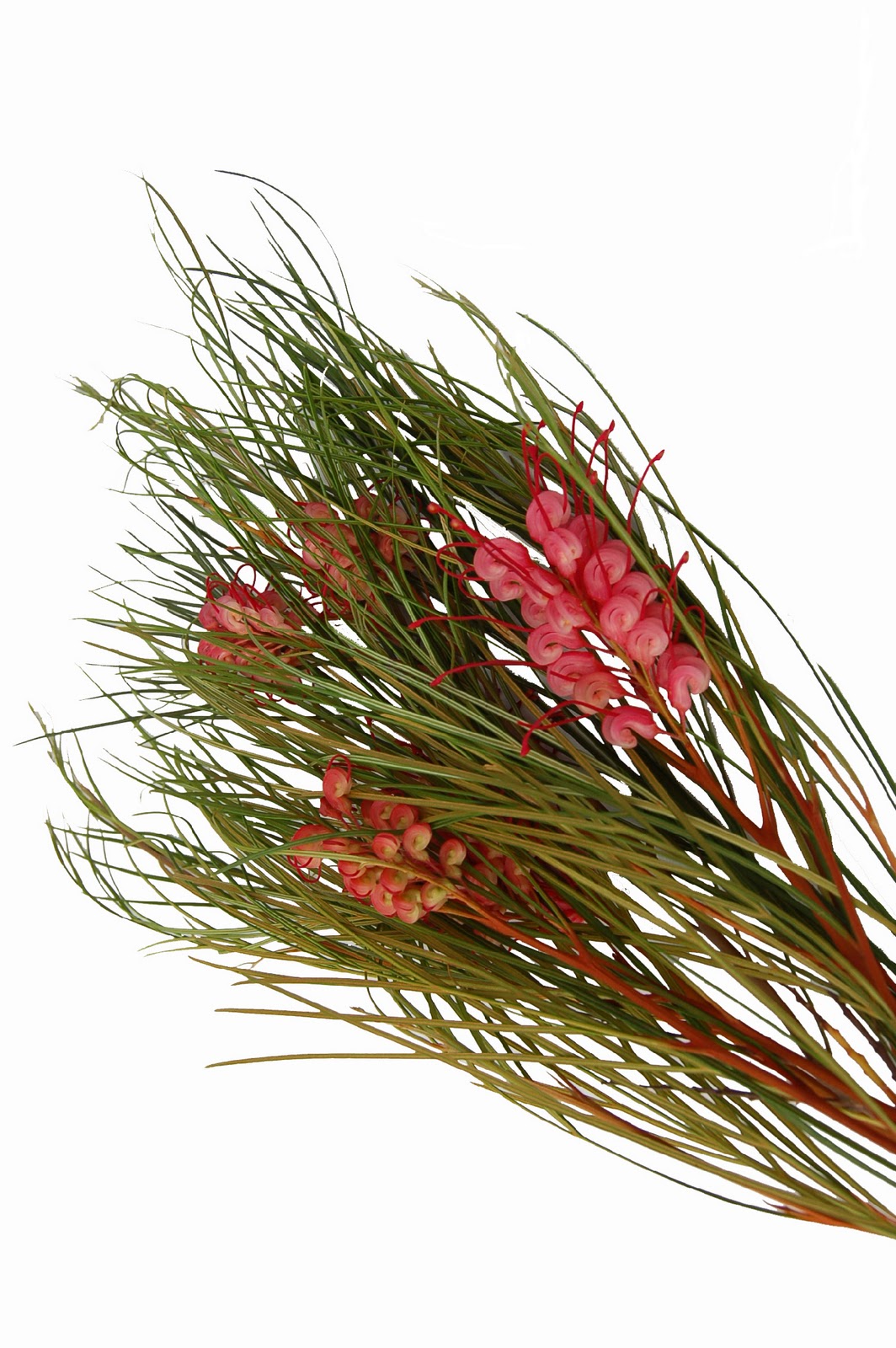 A Passion for Flowers: Grevillea