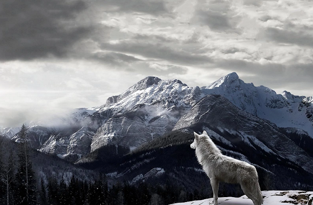Alpha Wolf in Mountain Keep Their Territory