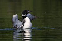 Common loon – Blue Sea Lake, QC – photo by Cephas