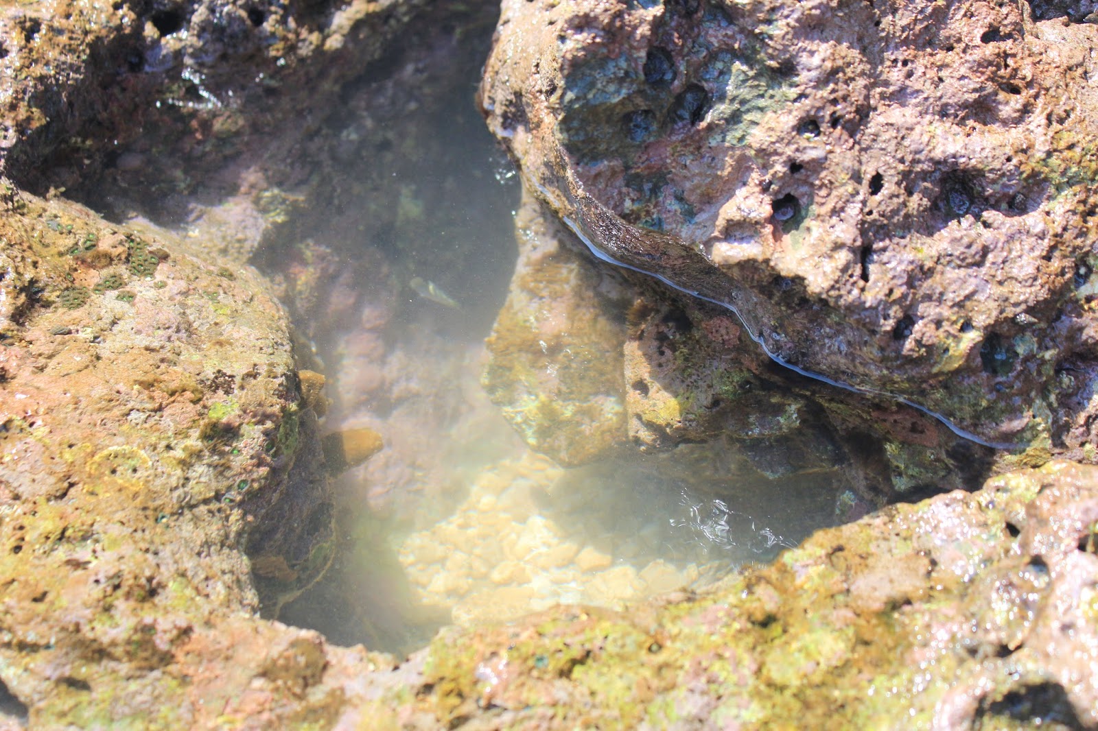 karang pantai drini