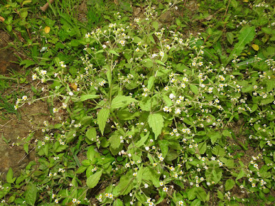 粗毛小米菊