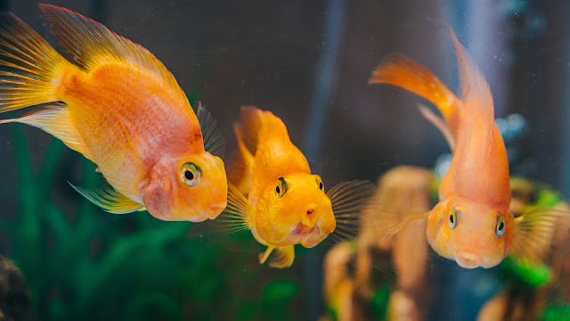 Thinking About Getting a Fish as a Pet? Here's What You Need to Know!