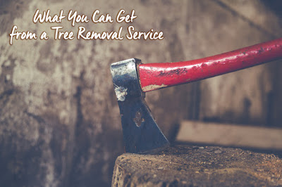 What You Can Get from a Tree Removal Service