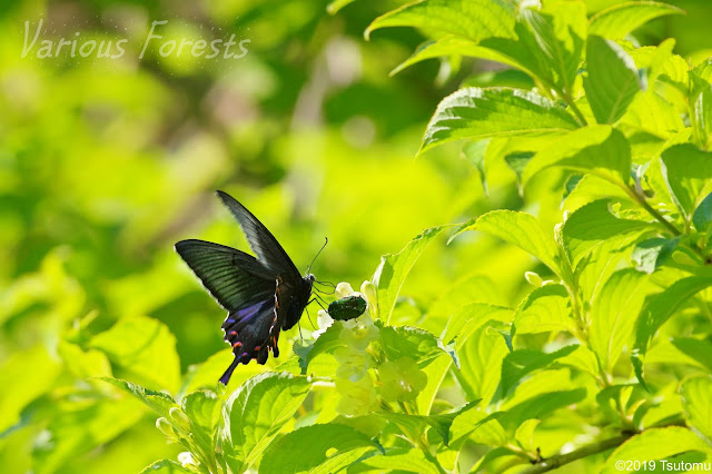 Crows swallowtail butterfly