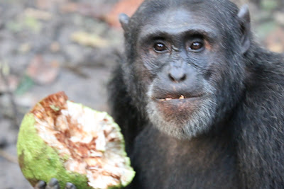 WHERE TO SEE CHIMPANZEES IN UGANDA