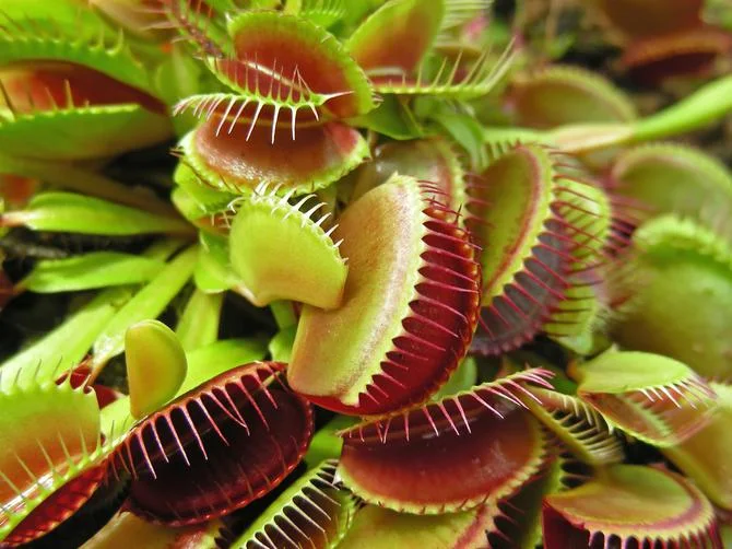 Dionaea muscipula