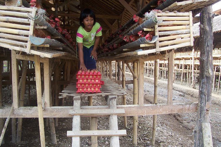 peternak ayam petelur Semangat sukses untuk anda peternak ayam petelur ...