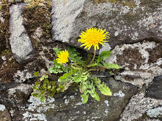 A photo of a yellow flowering dandelion growing from out of a wall.  Photograph by Kevin Nosferatu for the Skulferatu Project.