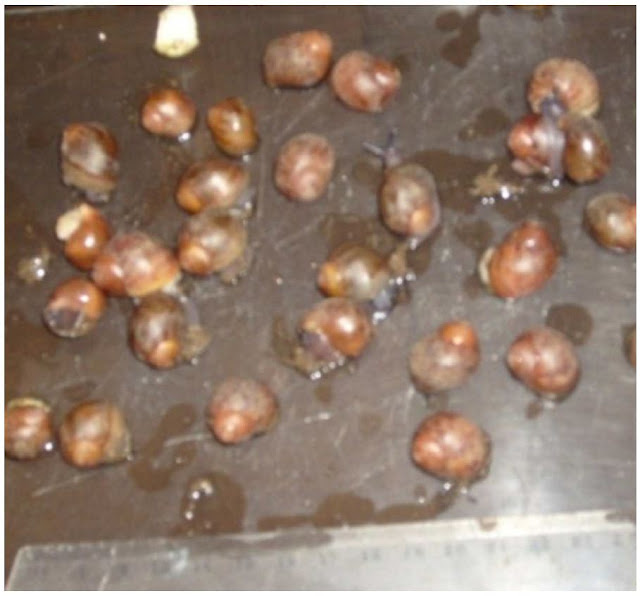 Interaction on the diet and substrate on the growth of Archachatina marginata in breeding