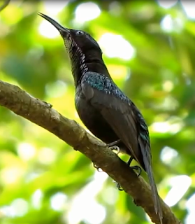 Suara Kolibri Raja (kolibri bakau) di Alam Liar