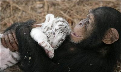 Monkey Cuddles.