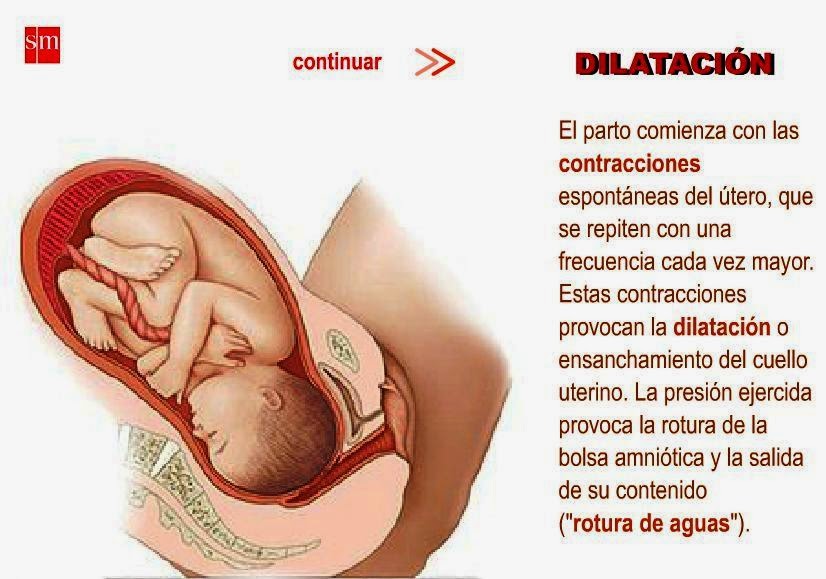 http://www3.gobiernodecanarias.org/medusa/contenidosdigitales/programasflash/Conocimiento/Reproduccion/reproduccion1064_11.swf