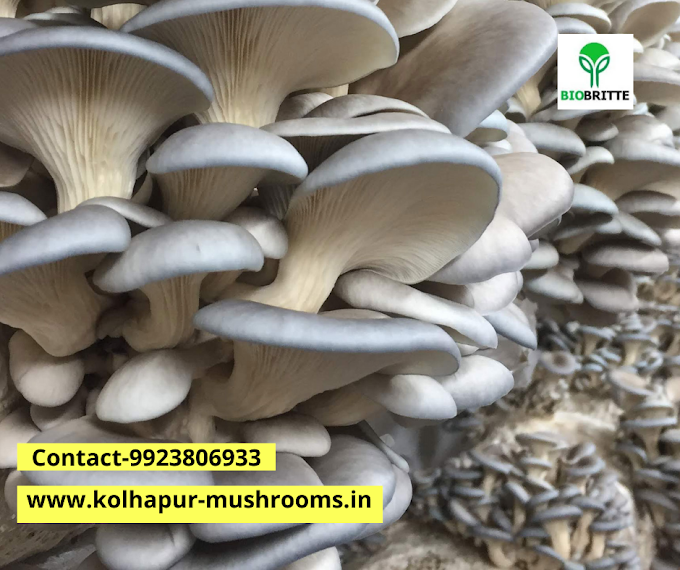 Oyster Mushroom nutritional value per 100g  |  Biobritte center | Biobritte mushroom center